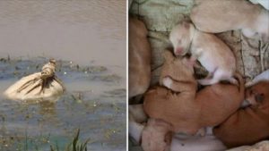 kayakers see potato bag floating in river and hear whimpering puppies inside 1