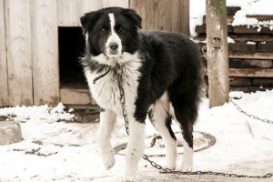 laws against leaving dogs outside in cold