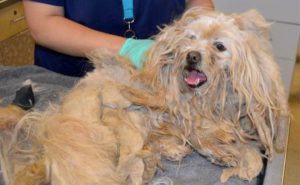 lhasa apso reported dead found neglected