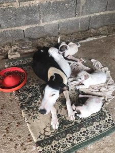 mama dog and her puppies tied in sack 3