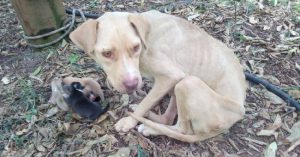 mama dog found tied up in cold forest 1