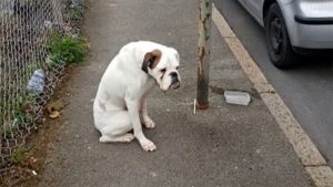 man finds sad dog chained to streetlight on his way to work