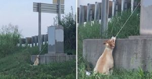 man saves dog hanging by electrical cord 1