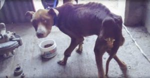 neglect dog whose owner forgot to feed 1