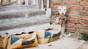 neglected husky sat in corner refusing to move 1