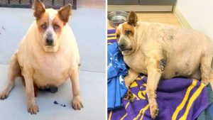 obese dog near field he is forlorn and has nowhere to go