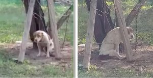 paralyzed and malnourished dog kept chained to a tree is finally rescued