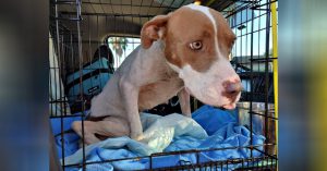 paralyzed and malnourished dog kept chained to a tree is finally rescued 5