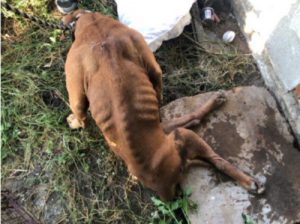 paralyzed dog bravely crawls out from under abandoned home 2