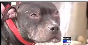 pit bull rescued from fighting saves woman from car jacking