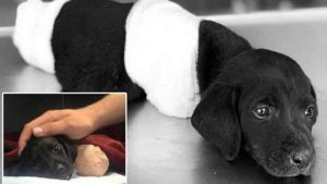 police are looking for the person who chopped off this puppy