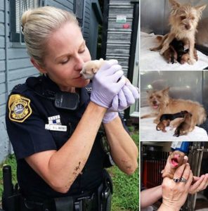 police rescue mother dog and pups