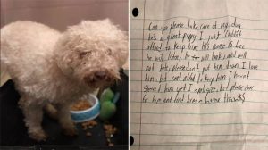 poodle dog abandoned with heartbreaking note