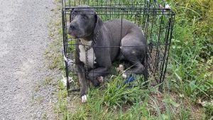 publics help needed dog in cage left on side of the road 1