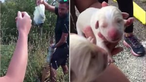 puppies found plastic bag rescued 1