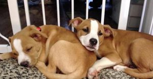 puppy brothers reunite after four months