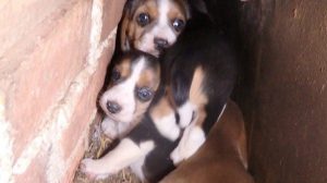 puppy mill dog hides puppies in wall 2