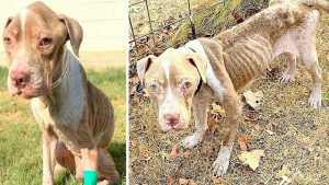 repeat offender starves 11 dogs to brink of death had previously abused 84 dogs 11