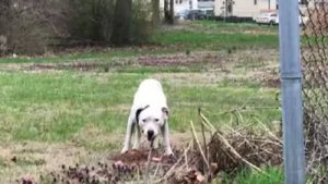 rescuers follow stray mama 1