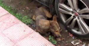 rescuers save dog having violent seizures on roa 1