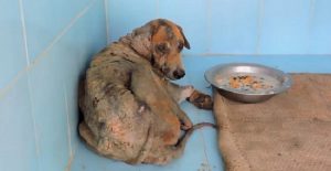 rescuers save puppy with severe mange 1