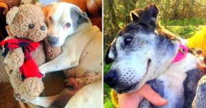 retired nurse opens a hospice for dying senior dogs who are dumped without love 2