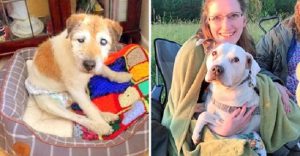 retired nurse opens a hospice for dying senior dogs who are dumped without lovee