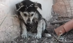 sad rescued puppy doesnt know how to live yet 11