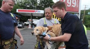 service dog