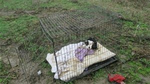 starving cold puppy covered in bite marks found dumped in a cage in the middle of a field