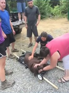 strangers rescue injured dog from mountain 2