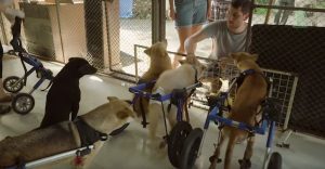 stray disabled dogs get chance to run again 3