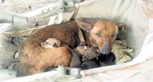 stray dog sees abandoned human baby in