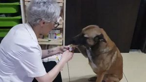 stray dog walks to pharmacy and asks for help her injured paw 2