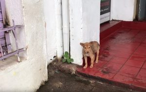 Stray Puppy Wags Her Tail At Every Passerby Trying To Get Someone To Notice Her