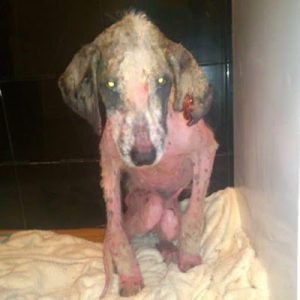 street dog was found barely alive makes 2