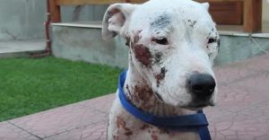 sweet pit bull left to suffer on busy street rescued