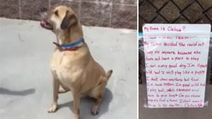 this dog was abandoned at a park then a stranger sees this note next to him