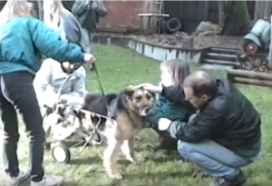 this neglected dog was chained up and forced to live outside for 10 years 5