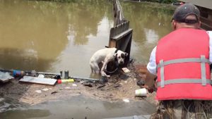 two pit bulls left all alone on flooded streets for 16 hours