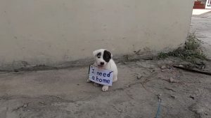 vulnerable puppy alone on vacant street and dragged a sign around his little neck 11 1