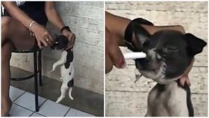 woman holds puppy from neck burns his eyes face repeatedly with cigarette 1 2