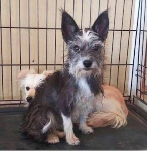 woman moved and left her terrified dogs caged on the sidewalk with the trash 1 1