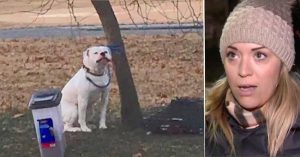 woman snaps photo of dog tied to tree 1