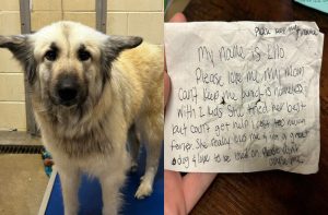 Abandoned Dog Leaves a Note