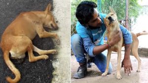 Life Saving Rescue Of Unconscious Homeless Dog 2