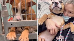 Puppy at Animal Care Center Pleads for Playtime Through Kennel Bars