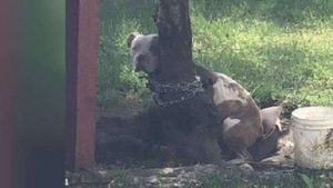 Rescued Pit Bull Chained To A Tree 3