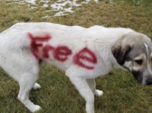 Stray Dog Was Found With Free Spray Painted On His Body