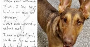 dog abandoned with note